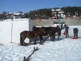 ZLATIBOR_3